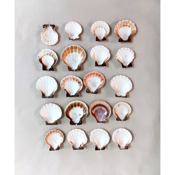 Lot of 20 clam shells - crafts, bathroom, aquarium - Picture 2 of 2
